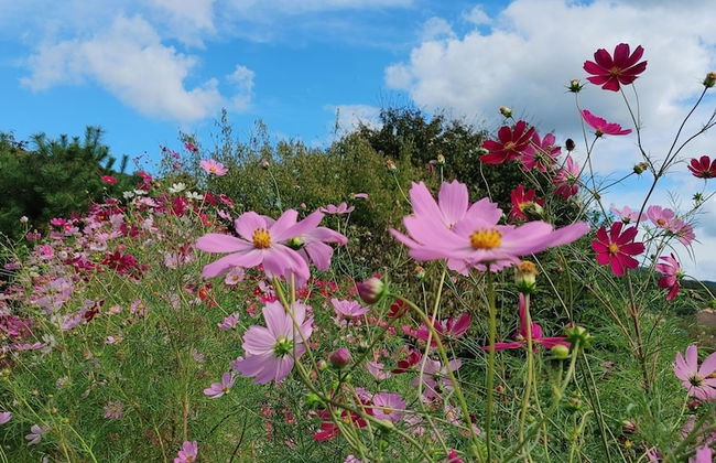 Paju Gamaksan Pension - Foto 50