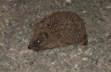 Rural Long Term Accommodation - Foto 57