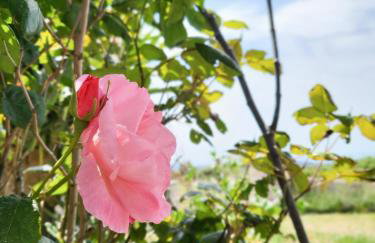 Angelos Stone Cottage - Foto 21