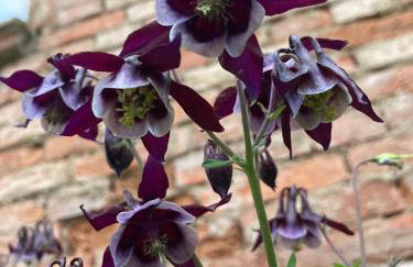 Dom Gościnny Zarembianka - Foto 70