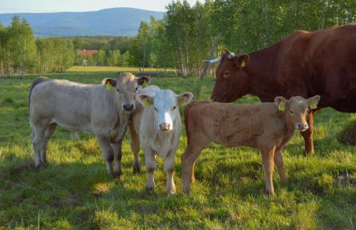 Brzozami Malowane - Photo 15