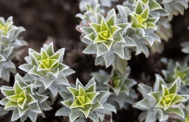 Fray Jorge National Park Trip - Photo 8