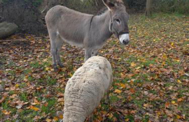 Studio Les Terrasses Perchées sur la rivière à Segré - Photo 10