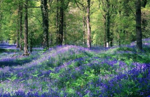 The Chaff House Country Cottage - Foto 52