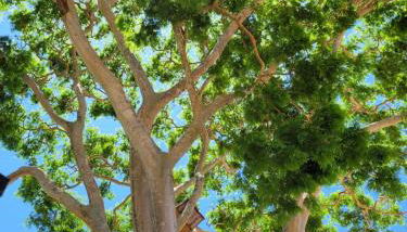 Pousada Rancho Bonito - Foto 4, Garden view