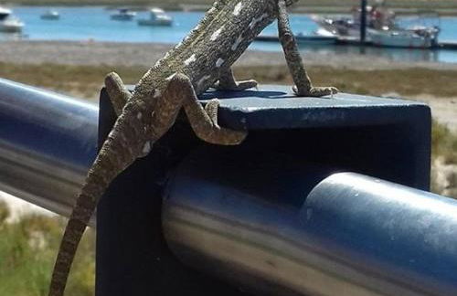 Petit Poisson - Foto 26