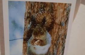 L'esquirol ! - Foto 21