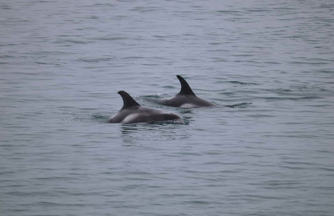 Avvistamento di balene - Foto 4
