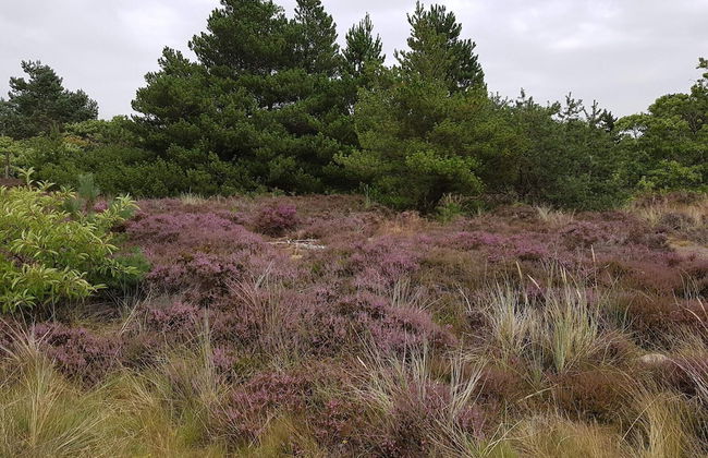 12 Person Holiday Home in Romo - Foto 7