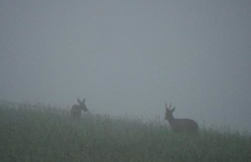Kleine Villa im wilden Garten - Foto 12
