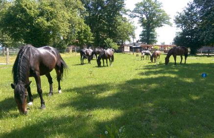 Luxus-Ferienhaus auf Reiterhof ART.Quartier - Foto 12