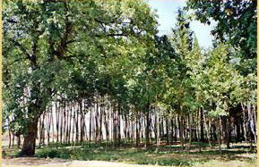 Agriturismo Il Trebbio - Photo 21