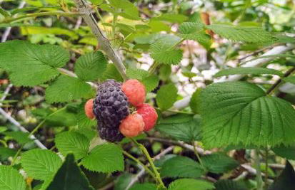 Tranquilidade e linda vista da lagoa - Foto 37