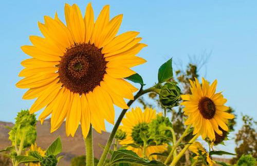 Nashira HOT TUB PISCINA Y JARDIN - Foto 31