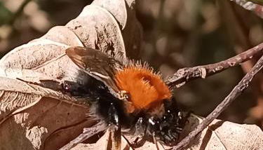 Ediths Haus - Foto 5