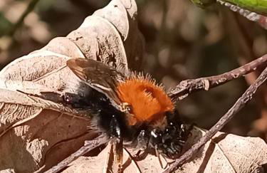 Ediths Haus - Foto 5