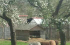 Agroturystyka Zaborski Sad - Foto 37