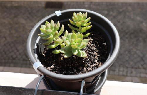 Casa Flor do Camarão - Centro Histórico de Tomar - Foto 25