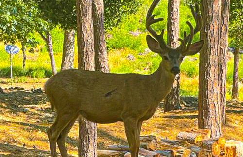 Big Creek Hideaway - Foto 34