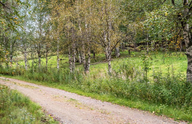 Kvisthån Tallen - Photo 30