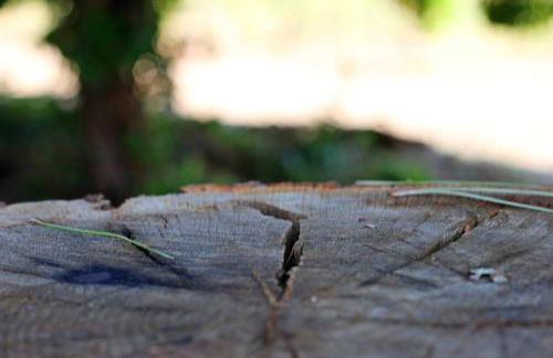 Las Hazas Jarandilla de la Vera - Foto 17