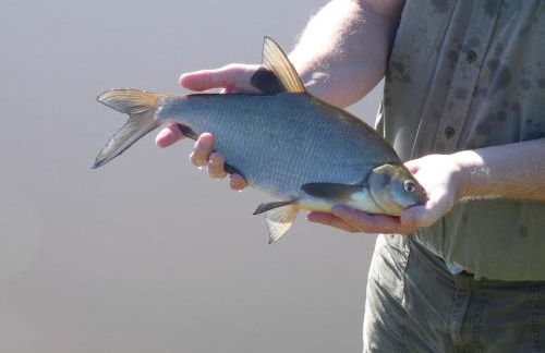 L'Atelier des hirondelles - Photo 11