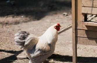 Agriturismo Ma Che Bel Castello - Photo 27