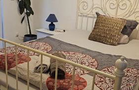 Holzhaus Chalet Nationalpark Eifel Hund willkommen - Foto 6