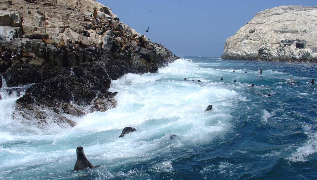 Lobos marinos en las Islas Palomino