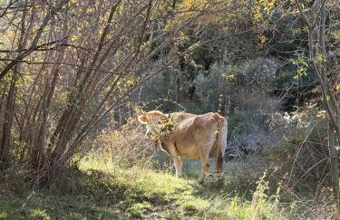 Finca Alvaita - Sierra Nevada Boutique Retiro - Foto 72