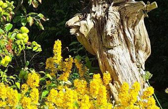 Boddenpieper - Foto 12