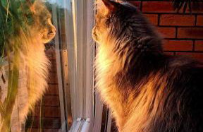 Domek Gościnny Czempion - Foto 21