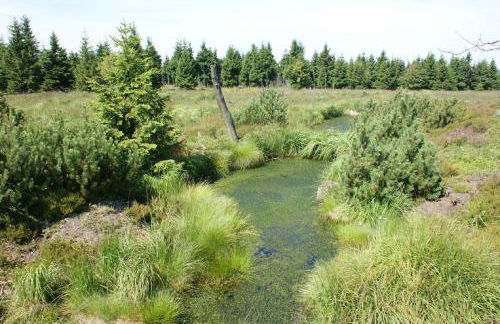 Ferienhaus Schelle - Foto 9