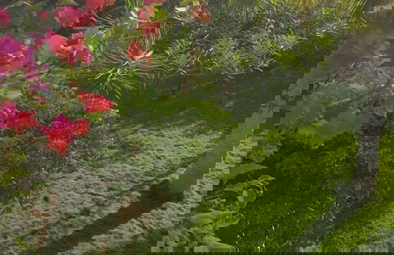 La bougain Villa - Photo 26