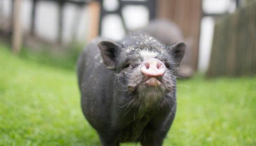 Bio Ferienbauernhof Voß - Foto 5