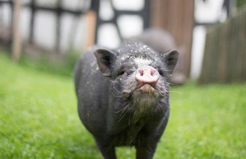 Bio Ferienbauernhof Voß - Foto 5