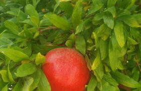 Trulli Vittoria - Foto 29