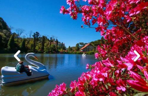 Flores da Montanha - Foto 59