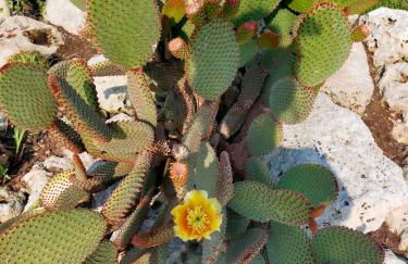 Il Giardino Deluxe - Foto 30