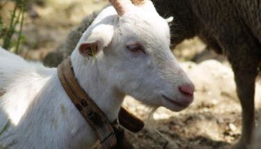 Les Hauts Des Auches - Foto 5