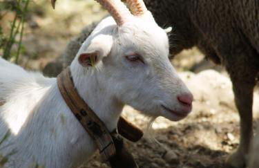 Les Hauts Des Auches - Foto 5