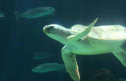 Grande appartamento Tenerife Los Abrigos - Foto 45