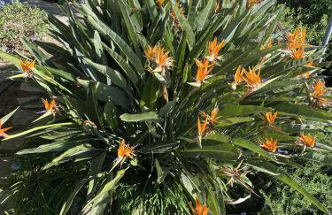 Aegean Panorama Hideaway & Pool in Samos - Foto 35