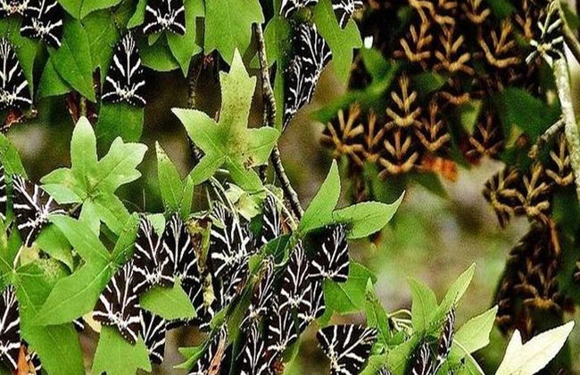 El Valle de las Mariposas y la isla de Halki desde el norte de Rodas - Excursión de día completo - Foto 6
