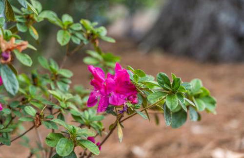 The Sandpiper - Just Steps to Downtown Beaufort and Beaufort River - Photo 40