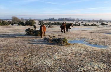 Spire View - New Forest Holiday Home - Photo 36