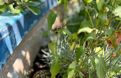 Mare i Kate Apartmani - Foto 19