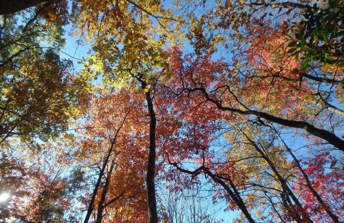 Nantahala Spiritual Retreat - Remote and Peaceful! - Foto 16