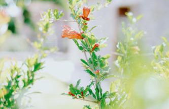 Stone House in Dikella - Foto 51