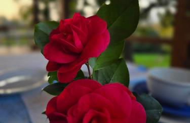 Il giardino di Anna - Foto 16